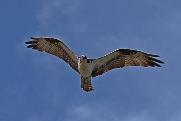 Peregrine Falcon or Roadside Hawk