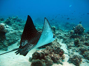Large Manta Ray seen while scuba diving in Guanacaste