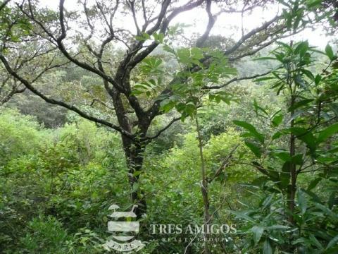 Mature Trees in the Property