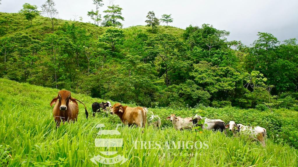 Open grazing areas for cattle in Costa Rica